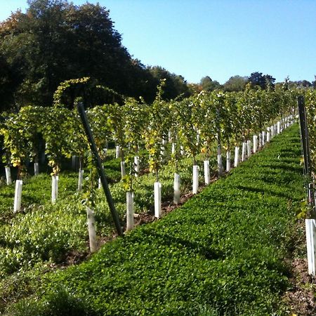 Exquisites Gartenapartment In Eleganter Jugendstilvilla Vienna Esterno foto