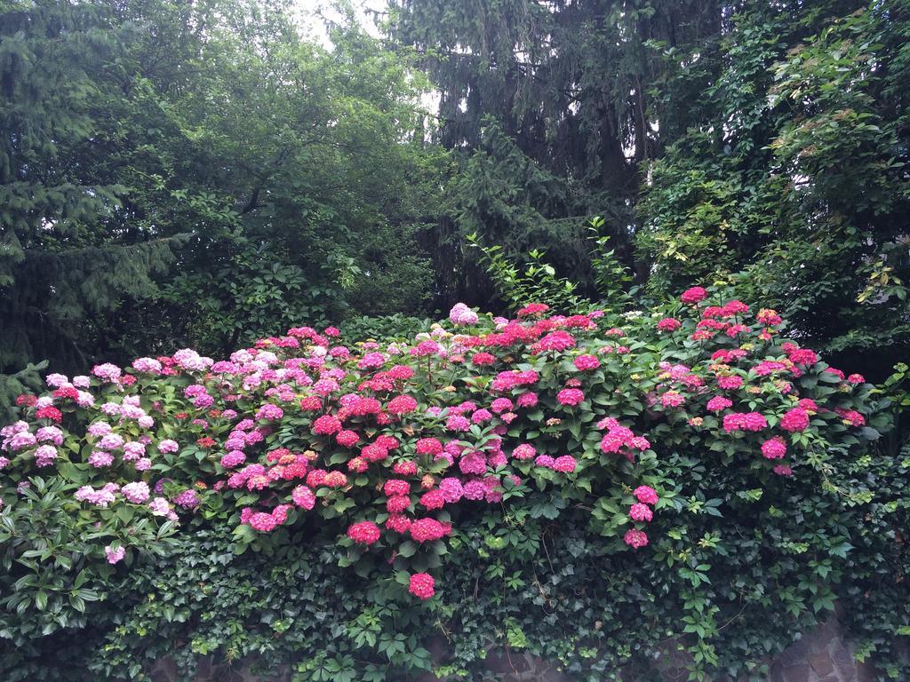 Exquisites Gartenapartment In Eleganter Jugendstilvilla Vienna Esterno foto